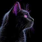 Stunning feline grace captured in a universe of colors and light.  These majesti
