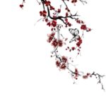 cherry blossom tattoos for women